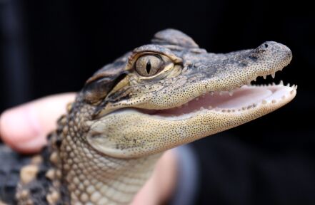 baby alligator